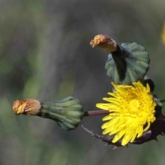 Sonchus oleraceus (Annual Sowthistle) at O'Connor, ACT - 30 Sep 2020 by ConBoekel