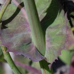 Sonchus oleraceus at O'Connor, ACT - 1 Oct 2020