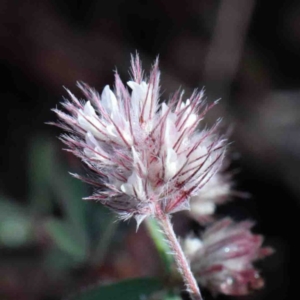 Trifolium arvense var. arvense at O'Connor, ACT - 1 Oct 2020 08:22 AM