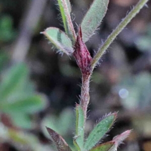 Trifolium arvense var. arvense at O'Connor, ACT - 1 Oct 2020