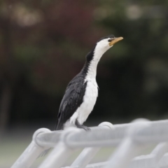 Microcarbo melanoleucos (Little Pied Cormorant) at Lyneham Wetland - 30 Sep 2020 by Alison Milton