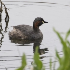 Tachybaptus novaehollandiae (Australasian Grebe) at Lyneham, ACT - 30 Sep 2020 by Alison Milton