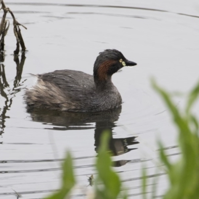 Tachybaptus novaehollandiae (Australasian Grebe) at Lyneham Wetland - 30 Sep 2020 by AlisonMilton