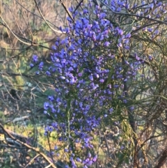 Comesperma volubile at Hackett, ACT - 1 Oct 2020