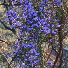 Comesperma volubile at Hackett, ACT - 1 Oct 2020 09:43 PM