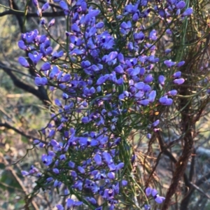 Comesperma volubile at Hackett, ACT - 1 Oct 2020 09:43 PM