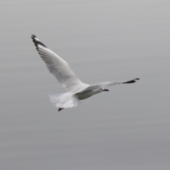 Chroicocephalus novaehollandiae (Silver Gull) at City Renewal Authority Area - 30 Sep 2020 by Alison Milton