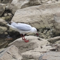 Chroicocephalus novaehollandiae at Lyneham, ACT - 30 Sep 2020