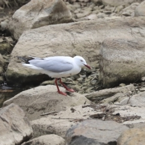 Chroicocephalus novaehollandiae at Lyneham, ACT - 30 Sep 2020