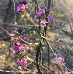 Glycine clandestina (Twining Glycine) at Hackett, ACT - 1 Oct 2020 by Louisab