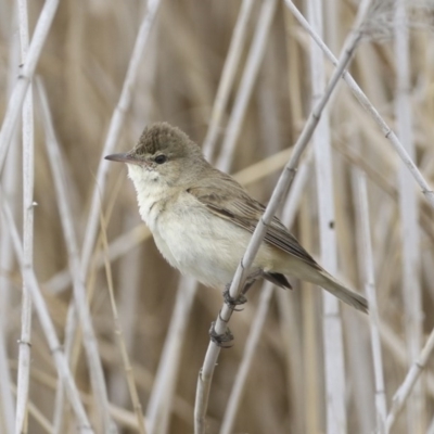 Acrocephalus australis (Australian Reed-Warbler) at City Renewal Authority Area - 30 Sep 2020 by Alison Milton