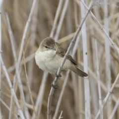 Acrocephalus australis at Lyneham Wetland - 30 Sep 2020 12:34 PM