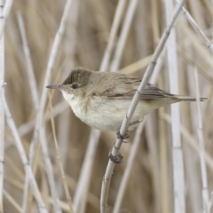 Acrocephalus australis at Lyneham Wetland - 30 Sep 2020 12:34 PM