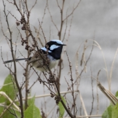 Malurus cyaneus (Superb Fairywren) at City Renewal Authority Area - 30 Sep 2020 by Alison Milton