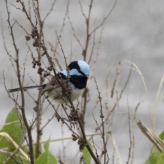 Malurus cyaneus at Lyneham, ACT - 30 Sep 2020