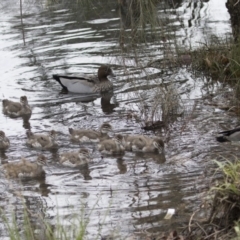 Chenonetta jubata (Australian Wood Duck) at Lyneham Wetland - 30 Sep 2020 by AlisonMilton