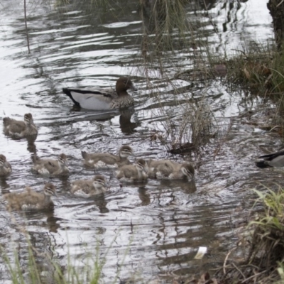 Chenonetta jubata (Australian Wood Duck) at Lyneham, ACT - 30 Sep 2020 by AlisonMilton