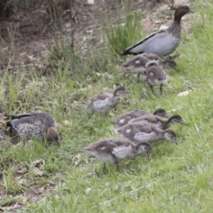 Chenonetta jubata at Lyneham, ACT - 30 Sep 2020 12:28 PM