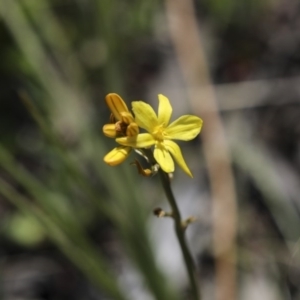 Bulbine bulbosa at Holt, ACT - 2 Oct 2020