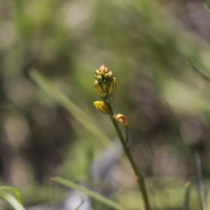 Bulbine bulbosa at Holt, ACT - 2 Oct 2020 01:03 PM