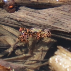 Halotydeus destructor (Redlegged earth mite) at Fyshwick, ACT - 1 Oct 2020 by RodDeb