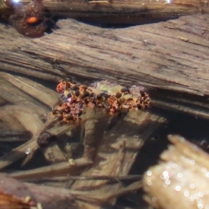 Halotydeus destructor at Fyshwick, ACT - 1 Oct 2020 12:08 PM