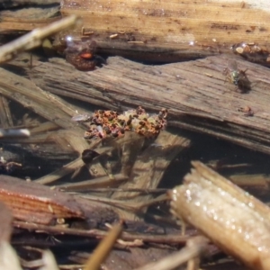 Halotydeus destructor at Fyshwick, ACT - 1 Oct 2020 12:08 PM