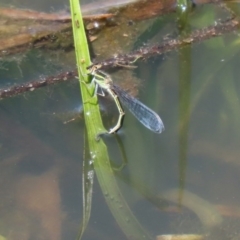 Ischnura aurora at Fyshwick, ACT - 1 Oct 2020