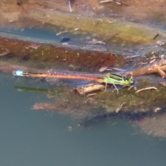 Ischnura aurora at Fyshwick, ACT - 1 Oct 2020