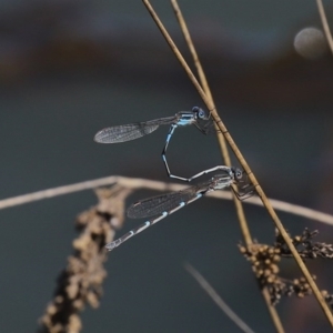 Austrolestes leda at Fyshwick, ACT - 1 Oct 2020