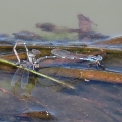 Austrolestes leda at Fyshwick, ACT - 1 Oct 2020