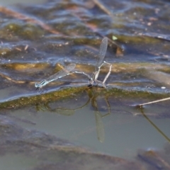 Austrolestes leda at Fyshwick, ACT - 1 Oct 2020