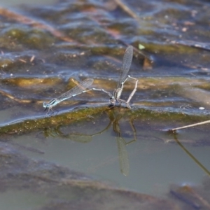 Austrolestes leda at Fyshwick, ACT - 1 Oct 2020