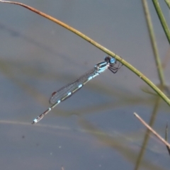 Austrolestes leda at Fyshwick, ACT - 1 Oct 2020