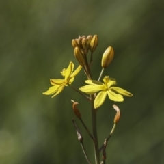 Bulbine bulbosa (Golden Lily) at Hawker, ACT - 2 Oct 2020 by AlisonMilton