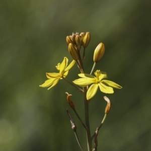 Bulbine bulbosa at Hawker, ACT - 2 Oct 2020