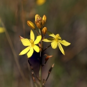 Bulbine bulbosa at Hawker, ACT - 2 Oct 2020