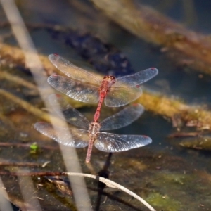 Diplacodes bipunctata at Fyshwick, ACT - 1 Oct 2020