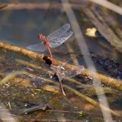 Diplacodes bipunctata at Fyshwick, ACT - 1 Oct 2020