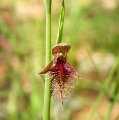 Calochilus robertsonii (Beard Orchid) at Wodonga, VIC - 2 Oct 2020 by DannyJ