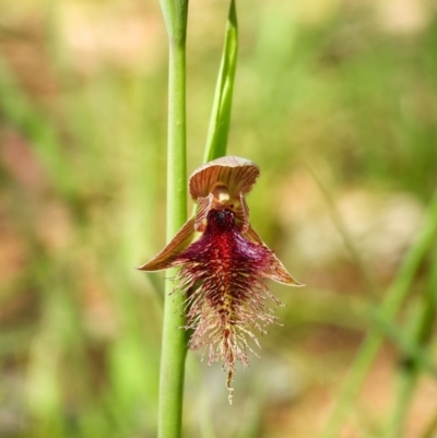 Calochilus robertsonii (Beard Orchid) at Wodonga, VIC - 2 Oct 2020 by DannyJ