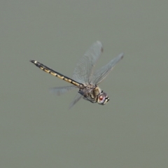 Hemicordulia tau (Tau Emerald) at Fyshwick, ACT - 1 Oct 2020 by RodDeb