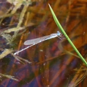 Austrolestes leda at Fyshwick, ACT - 1 Oct 2020