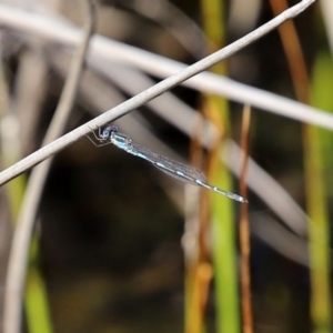 Austrolestes leda at Fyshwick, ACT - 1 Oct 2020