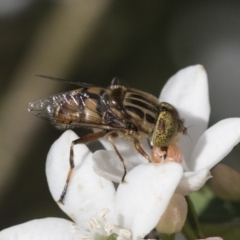 Eristalinus punctulatus (Golden Native Drone Fly) at Higgins, ACT - 29 Sep 2020 by AlisonMilton