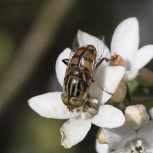 Eristalinus punctulatus at Higgins, ACT - 29 Sep 2020