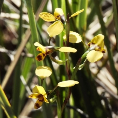 Diuris nigromontana (Black Mountain Leopard Orchid) at Holt, ACT - 1 Oct 2020 by KMcCue