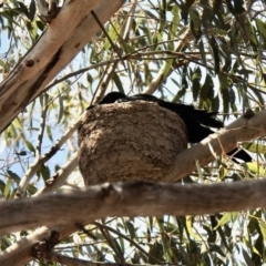 Corcorax melanorhamphos (White-winged Chough) at Holt, ACT - 1 Oct 2020 by KMcCue