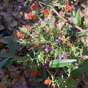 Grevillea alpina at Holt, ACT - 1 Oct 2020 12:27 PM