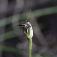 Pterostylis pedunculata (Maroonhood) at Hawker, ACT - 28 Sep 2020 by Alison Milton